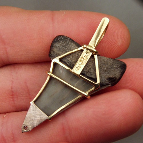 N Carolina Fossil Shark Tooth 18kt Diamond Pendant  Litnon.com