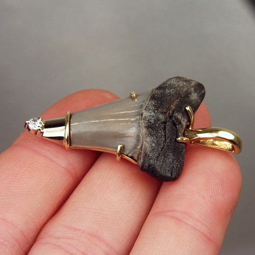 N Carolina Fossil Shark Tooth 18kt Diamond Pendant  Litnon.com