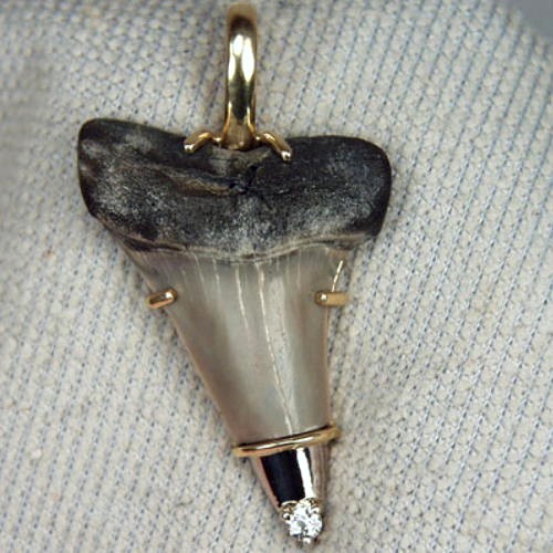 N Carolina Fossil Shark Tooth 18kt Diamond Pendant  Litnon.com