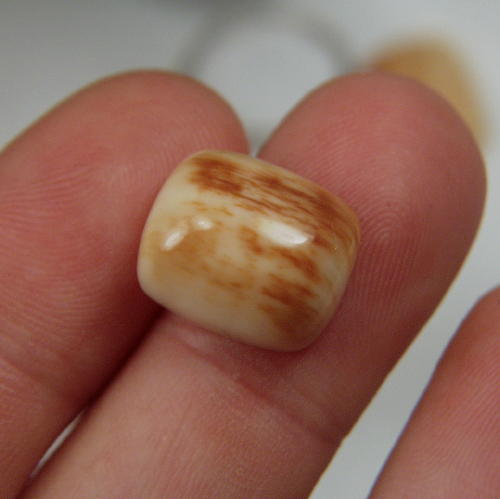 Prehistoric Mastodon Fossil Ivory Cab Canada  Litnon.com