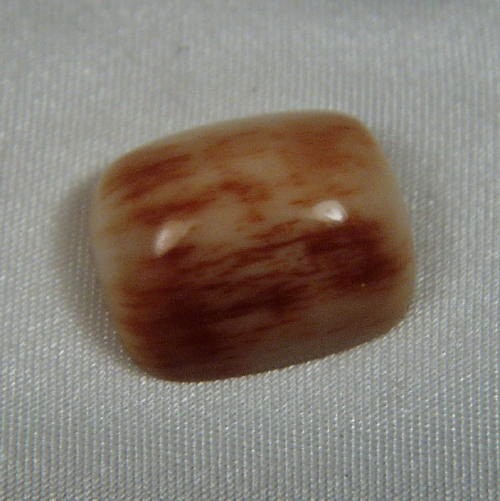 Prehistoric Mastodon Fossil Ivory Cab Canada  Litnon.com