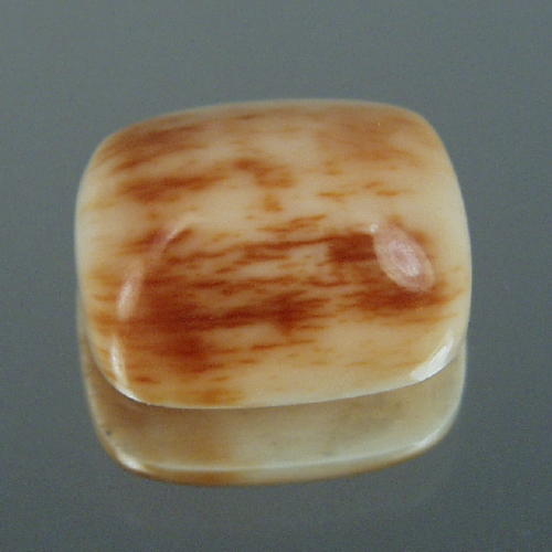 Prehistoric Mastodon Fossil Ivory Cab Canada  Litnon.com