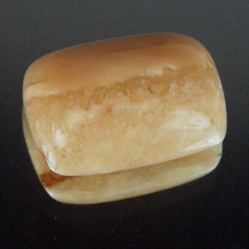 Prehistoric Mastodon Fossil Ivory Cab Canada  Litnon.com