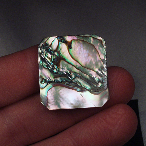 Color Iridescent California Red Abalone Cut Gem  Litnon.com