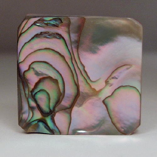 Color Iridescent California Red Abalone Cut Gem  Litnon.com