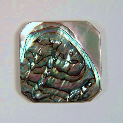 Color Iridescent California Red Abalone Cut Gem  Litnon.com