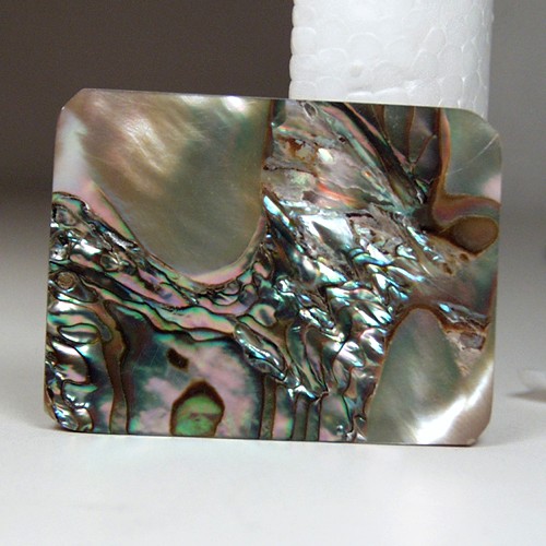 Color Iridescent California Red Abalone Cut Gem  Litnon.com