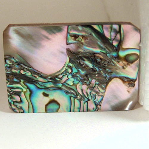 Color Iridescent California Red Abalone Cut Gem  Litnon.com