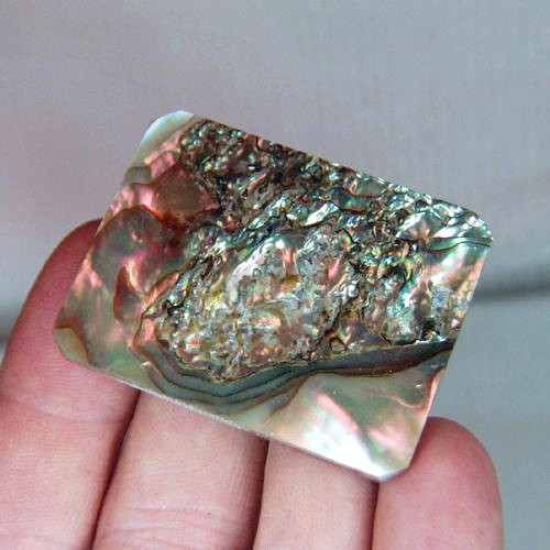 Color Iridescent California Red Abalone Cut Gem  Litnon.com