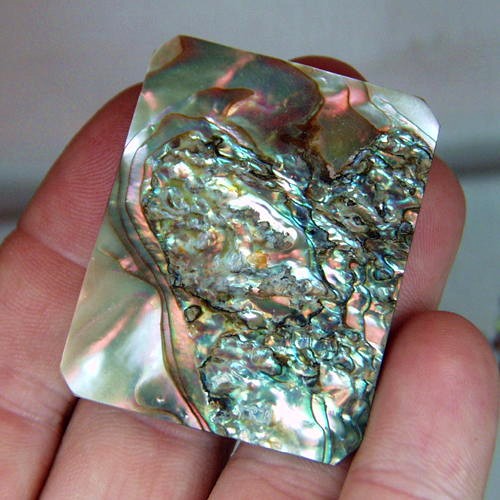 Color Iridescent California Red Abalone Cut Gem  Litnon.com