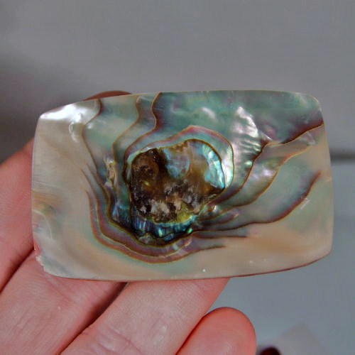 Color Iridescent California Red Abalone Cut Gem  Litnon.com