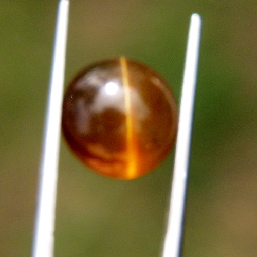 Rare Golden Brown Cats-Eye Apatite Sri Lanka 5.65ct  Litnon.com