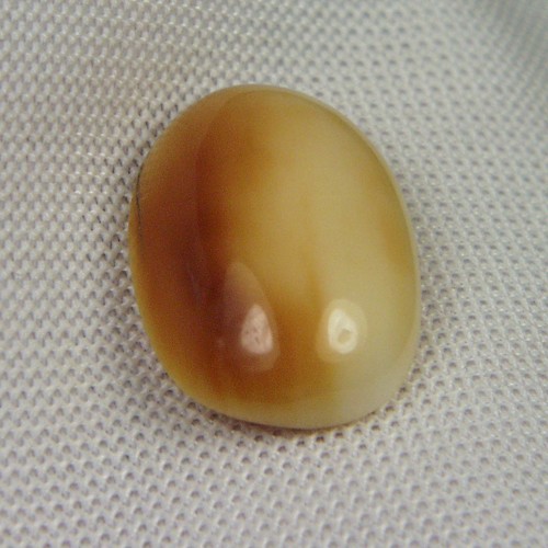 Prehistoric Mastodon Fossil Ivory Cab Canada  Litnon.com