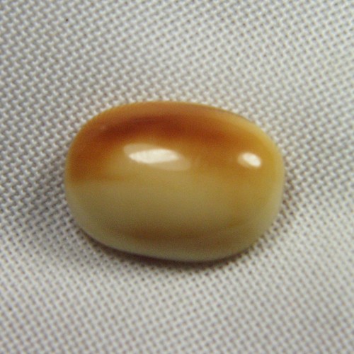 Prehistoric Mastodon Fossil Ivory Cab Canada  Litnon.com