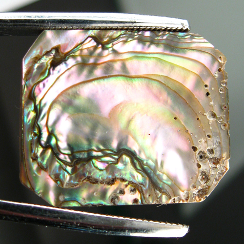 Color Iridescent California Red Abalone Cut Gem  Litnon.com