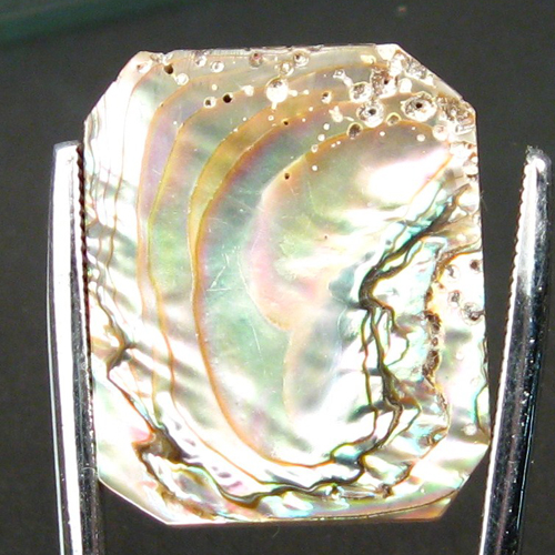 Color Iridescent California Red Abalone Cut Gem  Litnon.com