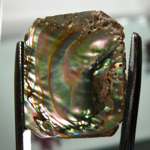 Color Iridescent California Red Abalone Cut Gem  Litnon.com