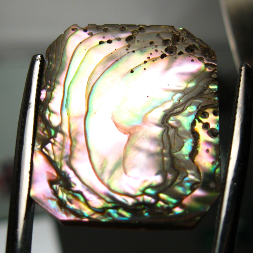 Color Iridescent California Red Abalone Cut Gem  Litnon.com