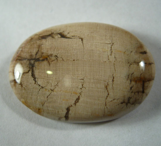 Unusual Fossilized Pioneer Wood Cabochon  Litnon.com