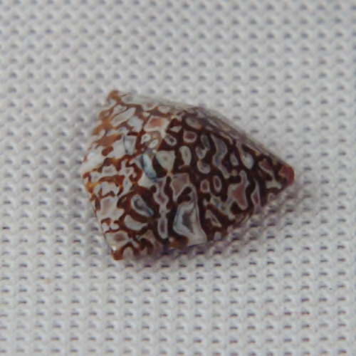 Unique Faceted Dinosaur Bone Fossil Montana 1.84 ct  Litnon.com