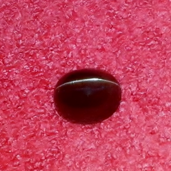 Strong Sharp Eye Cats Eye Scapolite Tanzania 6.27 ct  Litnon.com