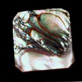 Color Iridescent California Red Abalone Cut Gem 