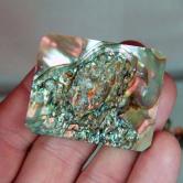 Color Iridescent California Red Abalone Cut Gem 