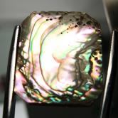 Color Iridescent California Red Abalone Cut Gem 