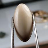 Prehistoric Mastodon Fossil Ivory Cab Canada 