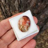 Rare Quality! Old Stock Crazy Lace Agate Mexico