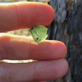 Unheated Montana Sapphire Facet Rough 18.26 Carats