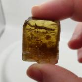 Rare Golden Apatite Rough Madagascar 154.3 Carats