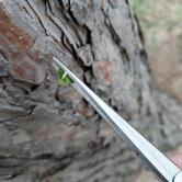 Fine Quality Bright and Pretty Arizona Peridot 2.81 Carats