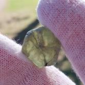 Unheated Natural Montana Sapphire Crystal Specimen 30.75 Carats 