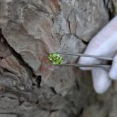 Perfect Green Lab Grown Yttrium Aluminum Garnet YAG 1.86 ct