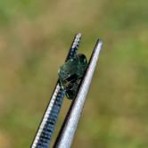 Well Cut Moody Green Montana Sapphire 0.73 Carats